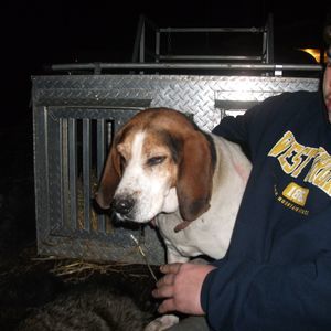 Meet your Posher, Dawn